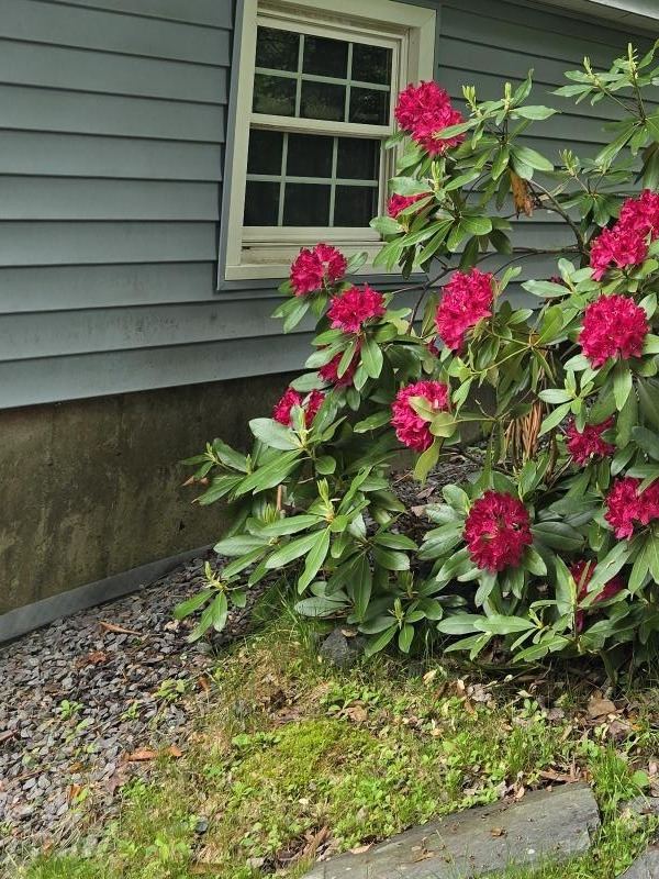 Red rhododendron blooming beside a clapboard house